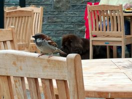 Tame birds