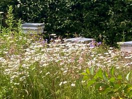 Bee hives