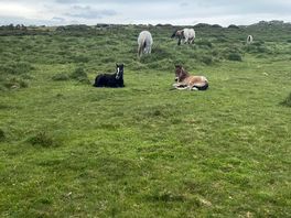 Wild ponies and their babies walking distance of the farm