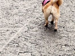 My fur baby enjoying a walk