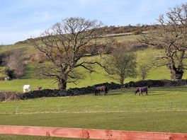 Horses playing at corriehall stopover
