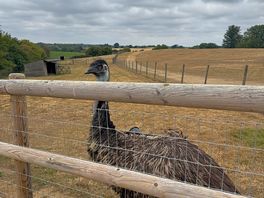 Emu