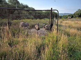 Resident rhea and emu.