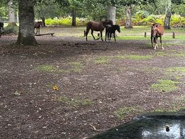 Morning waking upto the wild horses