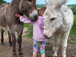 Isla donkey