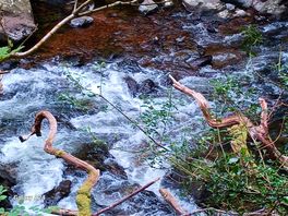 Watersmeet