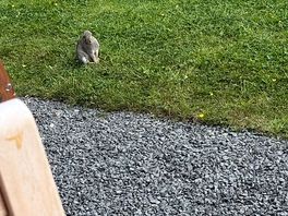 Little hare next to the pod