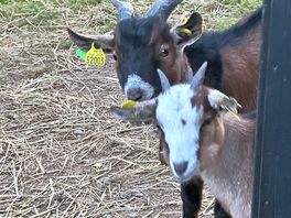 Little goats