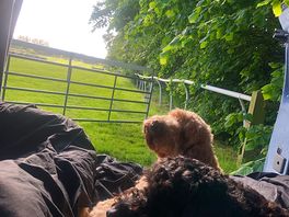 Ted & bert contemplating a gallop