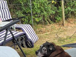 Harvey just chilling.
