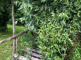 Willow seat