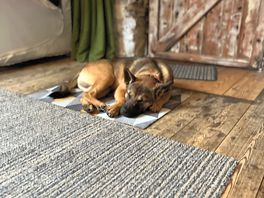 Cost and pet friendly
