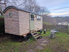 Oak and stars during the day