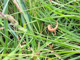 Newts found on site near the pond