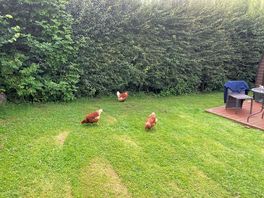 The friendliest chickens