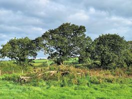 Lovely views in the campsite field