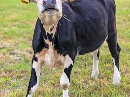 This cow won the award for the cutest derp face