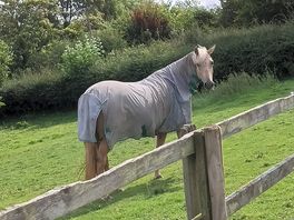 Beautiful animals on the site