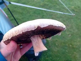 Field shroom as bonus