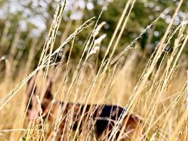 Fantastic to play in the long grass
