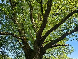 Ancient tree