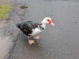 Duck friend