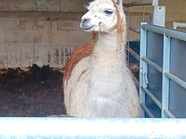 Nice hair lorenzo