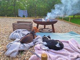 The fur babies enjoying th view and the fire.