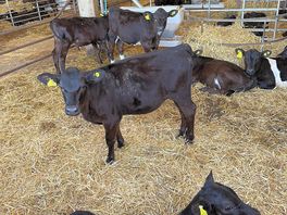 Cows
