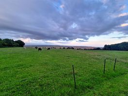 Little oak meadow