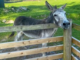 Donkey 😍