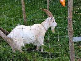Goats