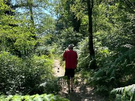 Awe the forest !