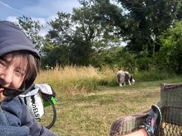 Sheeps !