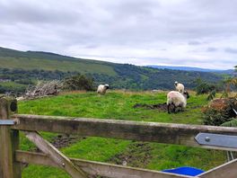 Sheep in the field not a problem.