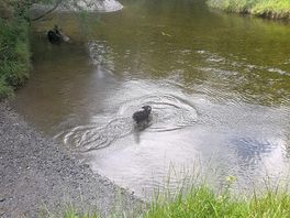Taking a dip in estuary