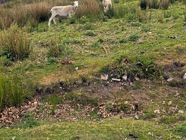 Mountain sheep