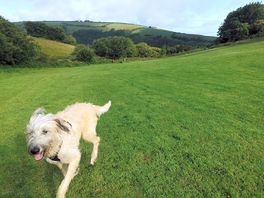 Toben auf der hundewiese.