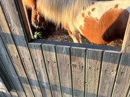 Cute little pony next door