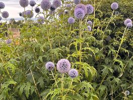 Loved these thistles