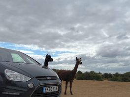Our morning visit from these two beauties