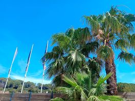 Palms are always good to see.