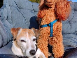 Dogs