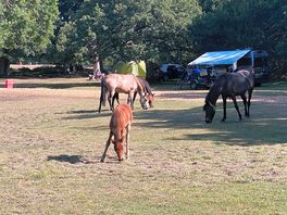 New forest ponies popped in each morning