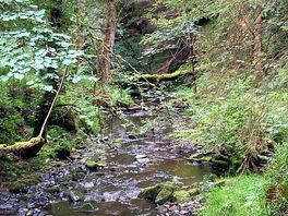 Woodland walk