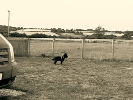 Pitch with fence for pooch.