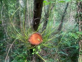 Fascinating plant growth