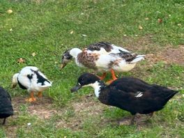 Ducks