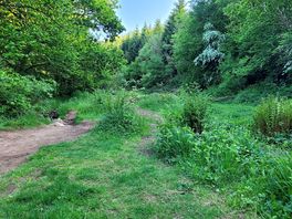 Woodland walk