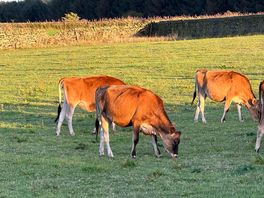 Neighbours